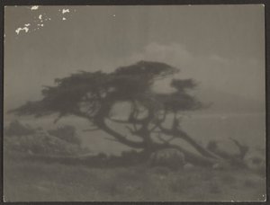 [Paisaje con ciprés]