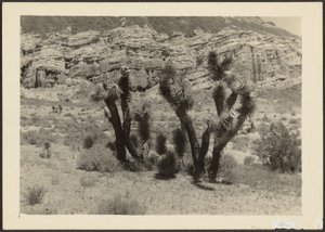 [Paisaje con árboles de Josué]