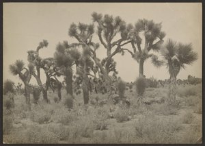[Paisaje con árboles de Josué]