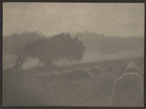[Paisaje con ovejas]