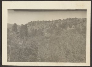 [Paisaje con arbustos] de Louis Fleckenstein