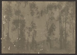 [Paisaje con árboles altos] de Louis Fleckenstein