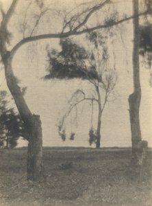 [Paisaje con árboles]