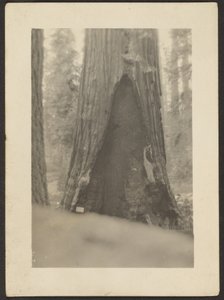 [Árbol masivo] de Louis Fleckenstein