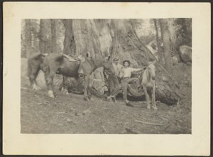 [Hombres y caballos de carga en la limpieza del bosque]