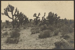 Desierto de Mojave de Louis Fleckenstein