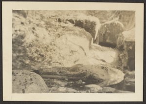 [Paisaje rocoso] de Louis Fleckenstein