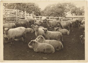 [Oveja en el corral] de Louis Fleckenstein