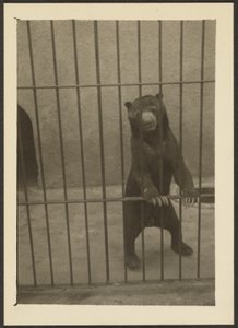 [Oso perezoso en jaula] de Louis Fleckenstein