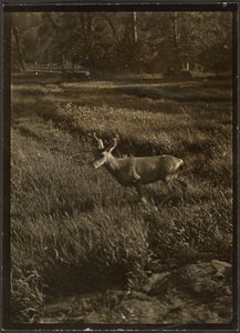  de Louis Fleckenstein