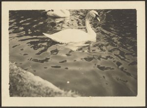 [Cisne] de Louis Fleckenstein