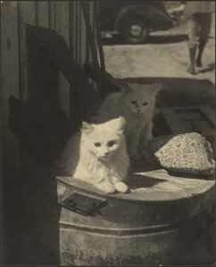 Tres gatitos