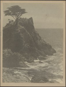 [Árbol en la costa rocosa] de Louis Fleckenstein