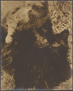 [Dos gatos]
