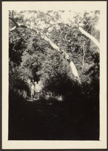 [Mujer en un sendero en el bosque] de Louis Fleckenstein