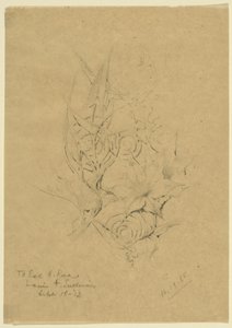 Estudio de la forma de las plantas de Louis H. Sullivan