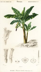 Plátano, Musa acuminata, 1849 (grabado)