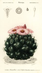 Coryphantha elephantidens, 1849 (grabado) de Louis Joseph Edouard Maubert