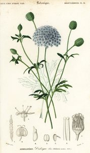 Flor de encaje azul, Trachymene coerulea. ,1849 (grabado) de Louis Joseph Edouard Maubert