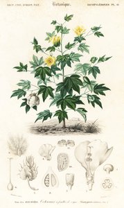 Algodonero, Gossypium barbadense.,1849 (grabado)