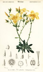 Lino, Linum campanulatum.,1849 (grabado) de Louis Joseph Edouard Maubert