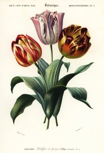 Tulipán de jardín, Tulipa gesneriana.,1849 (grabado)