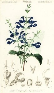 Salvia patens, 1849 (grabado) de Louis Joseph Edouard Maubert