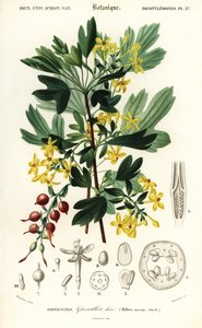 Grosella dorada, Ribes aureum. ,1849 (grabado) de Louis Joseph Edouard Maubert