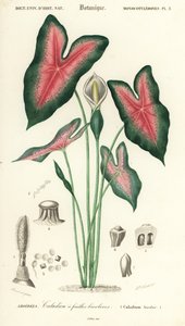 Corazón de Jesús, Caladium bicolor. ,1849 (grabado)
