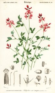 Planta de añil, Indigofera procumbens. ,1849 (grabado) de Louis Joseph Edouard Maubert