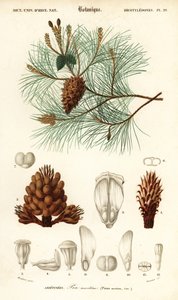 Pino marítimo o pino de racimo, Pinus pinaster.,1849 (grabado)