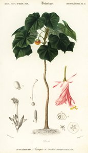 Bola rosa, Dombeya wallichii. ,1849 (grabado) de Louis Joseph Edouard Maubert
