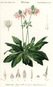 Estrella fugaz o estrella fugaz oriental, Dodecatheon meadia. ,1849 (grabado) de Louis Joseph Edouard Maubert