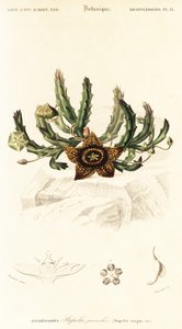 Flor de estrella, Orbea variegata.,1849 (grabado) de Louis Joseph Edouard Maubert