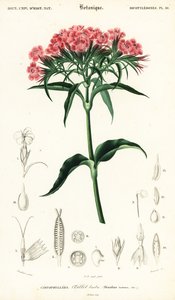 Sweet William, Dianthus barbatus.,1849 (grabado) de Louis Joseph Edouard Maubert
