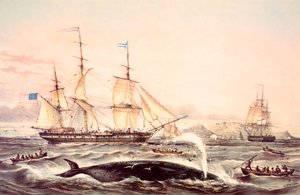 Caza de ballenas en el Cabo de Buena Esperanza