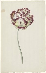 Tulipán de Louis Moritz