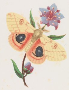 Polilla Pavo Real de Azufre, 1862 de Louis Prang