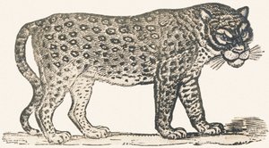 Tigre