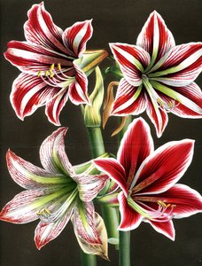 AMARYLLIS HIPPEASTRA (grabado) de Louis Van Houtte
