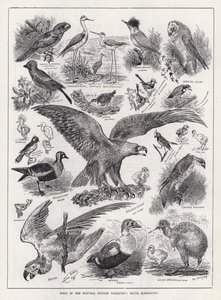 Aves en la Colección de Historia Natural, South Kensington de Louis Wain