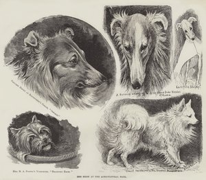 Exposición canina en el Agricultural Hall