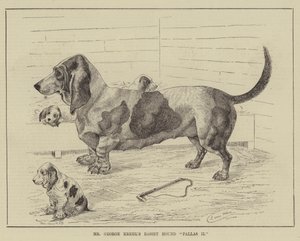 El Basset Hound Pallas II del Sr. George Krehl de Louis Wain
