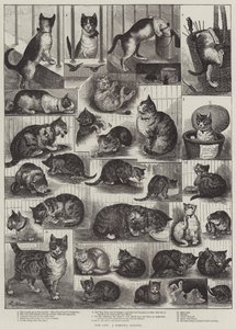 Nuestros gatos, una historia doméstica