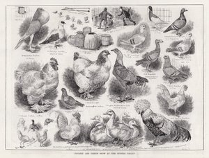 Exposición de Aves de Corral y Palomas en el Crystal Palace de Louis Wain