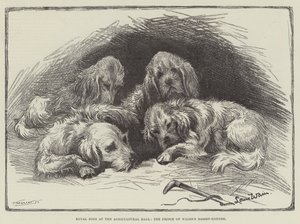Perros reales en el Agricultural Hall, los Basset-Hounds del Príncipe de Gales