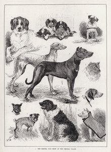 Exposición del Kennel Club en el Crystal Palace
