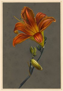Hemorocallus (Lirio de Día) de Louise DOrleans