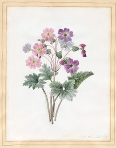 Aurícula Híbrida de Louise DOrleans