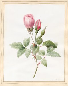 Rosa rosa y capullos, 1826 de Louise DOrleans